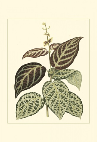 Tropical Variegation II