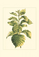 Tropical Variegation III