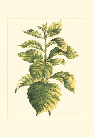 Tropical Variegation III