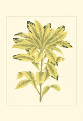 Tropical Variegation IV