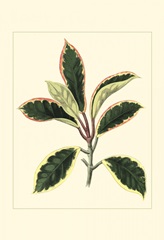 Tropical Variegation V