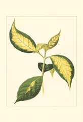 Tropical Variegation VI