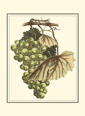 Vintner's Varieties I