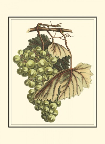 Vintner's Varieties I
