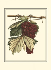 Vintner's Varieties II