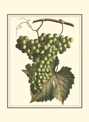 Vintner's Varieties IV
