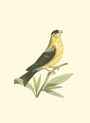 American Finch