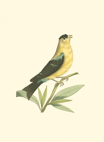 American Finch