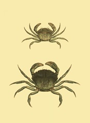 Antique Crab I