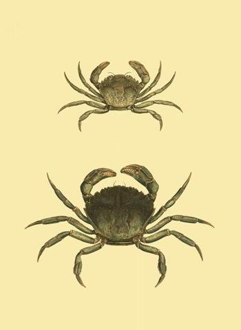 Antique Crab I