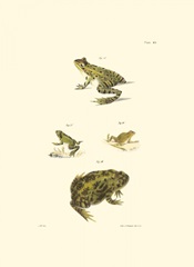 Antique Frogs II