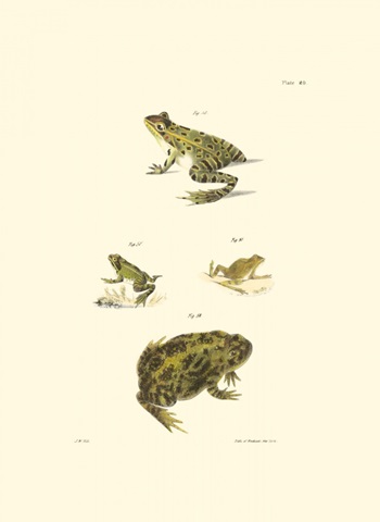 Antique Frogs II