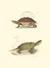 Antique Turtles II