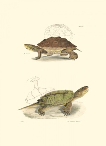 Antique Turtles II