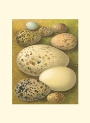 Bird Egg Collection I