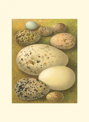 Bird Egg Collection I