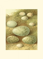 Bird Egg Collection II