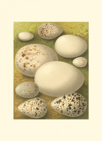 Bird Egg Collection III