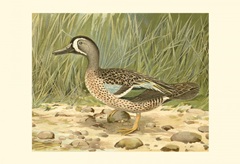 Blue-wing Teal