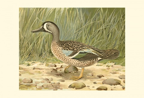 Blue-wing Teal