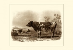 Bovine III