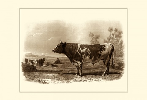 Bovine III