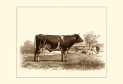 Bovine IV