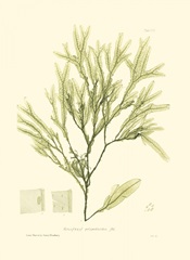 Bradbury Seaweed I