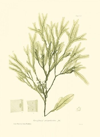 Bradbury Seaweed I