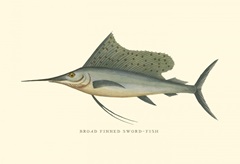 Broad Finned Sword-Fish