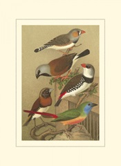 Cassel's Petite Songbirds I