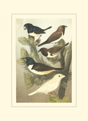 Cassel's Petite Songbirds IV