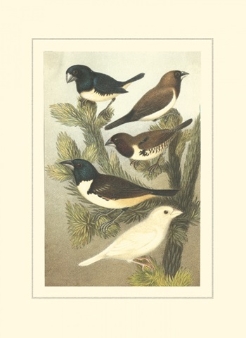 Cassel's Petite Songbirds IV
