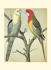 Cassell's Parrots I