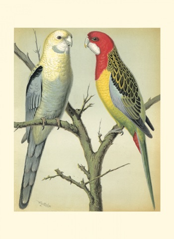 Cassell's Parrots I