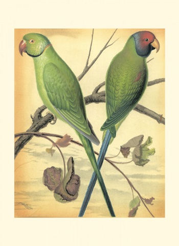 Cassell's Parrots III