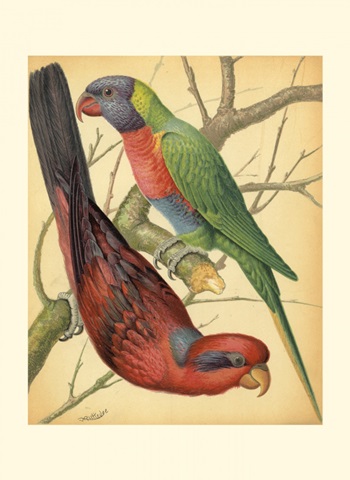 Cassell's Parrots IV