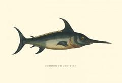 Common Sword-Fish