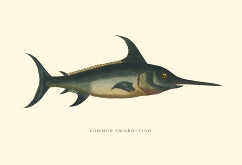 Common Sword-Fish