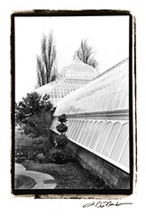 Conservatory IV