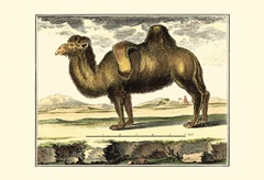 Diderot Camel