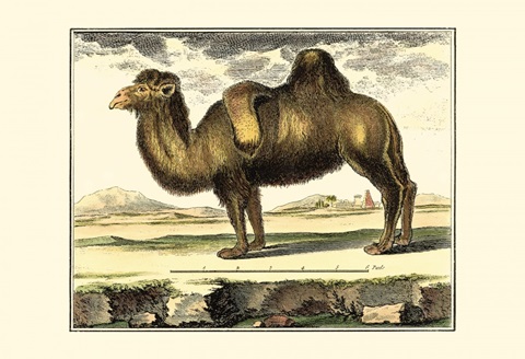 Diderot Camel