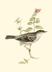 Gould's Barred Warbler
