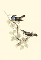 Gould's Blue-throated Warbler