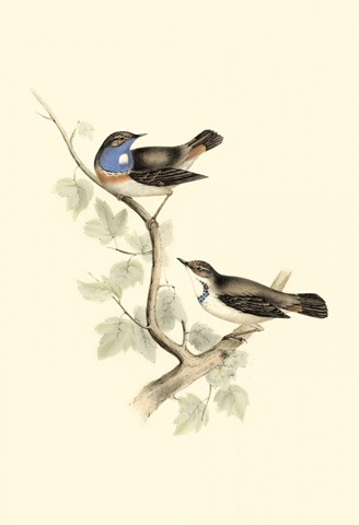 Gould's Blue-throated Warbler