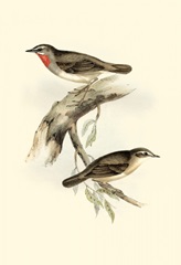 Gould's Gorget Warbler