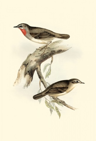 Gould's Gorget Warbler