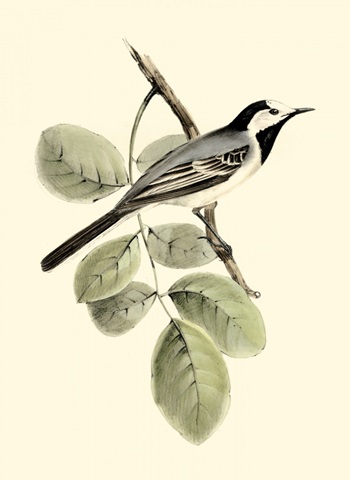 Gould's White Wagtail