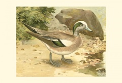 Green-wing Teal