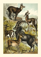 Johnson's Antelope